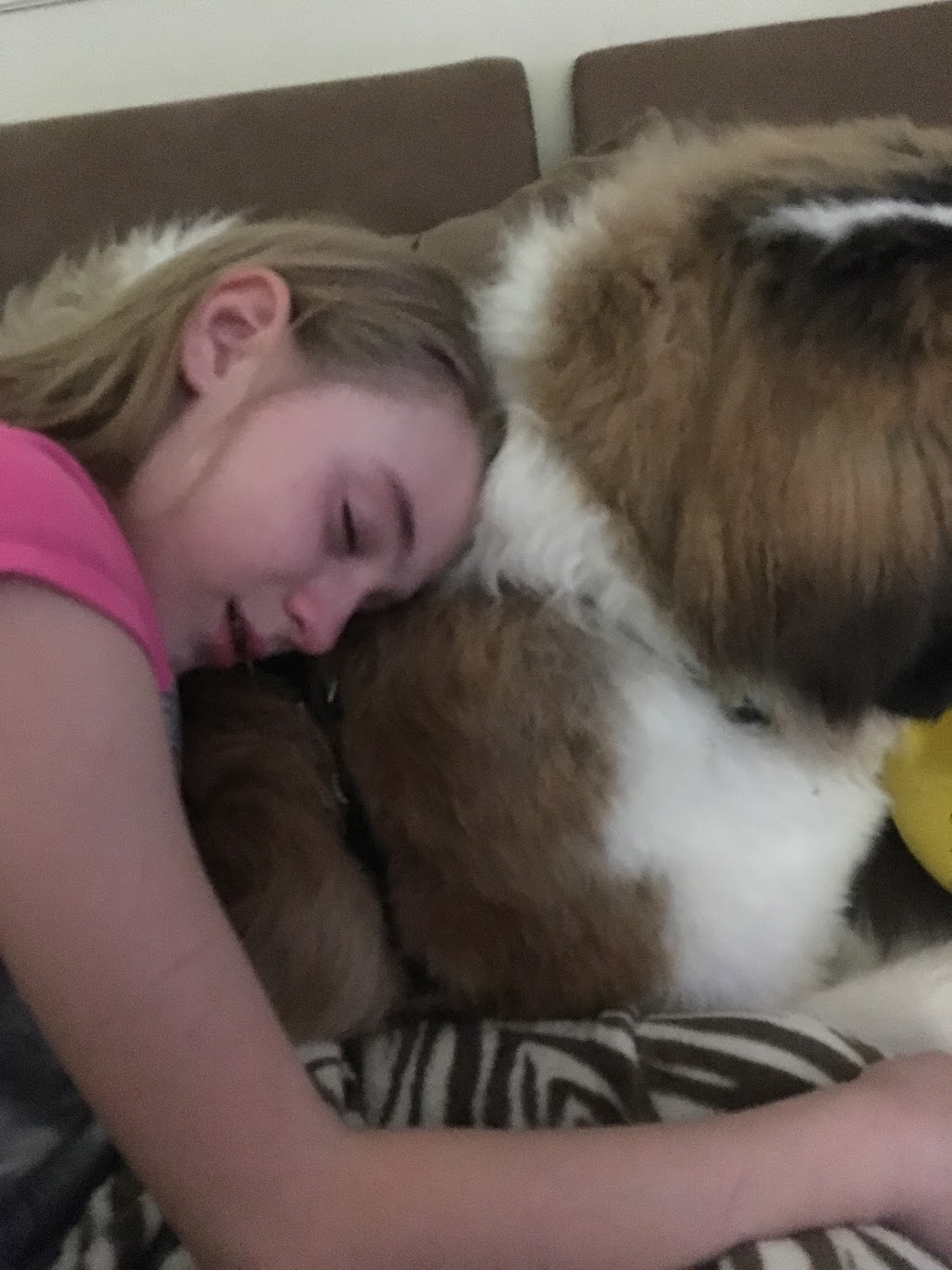 Saint Bernard comforting child