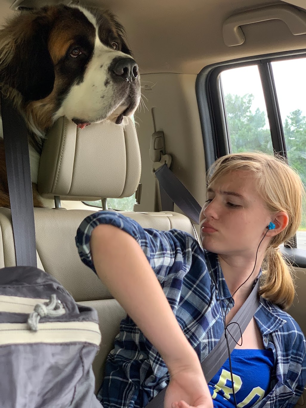Saint Bernard drool
