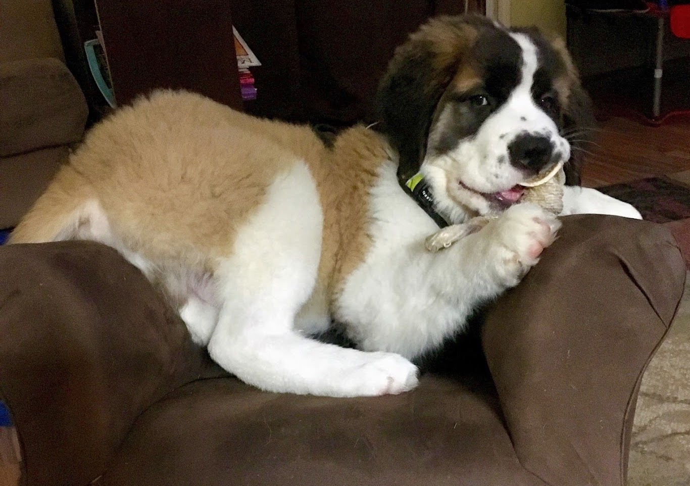 Saint Bernard on furniture