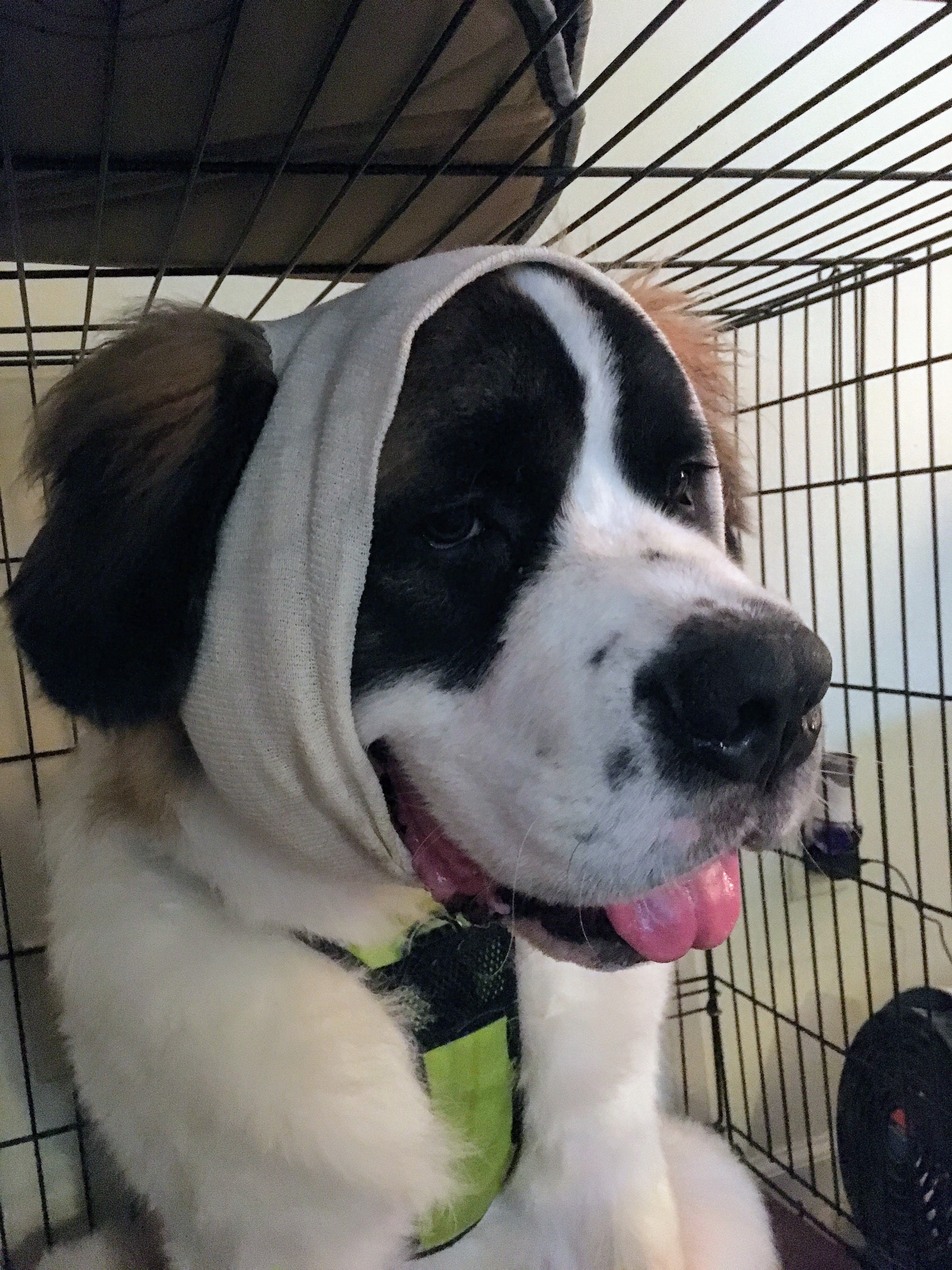 Saint Bernard after surgery