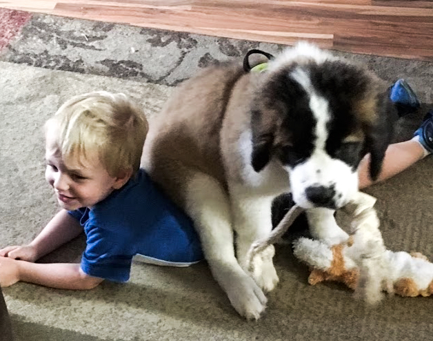 Saint Bernard puppy sitting on child