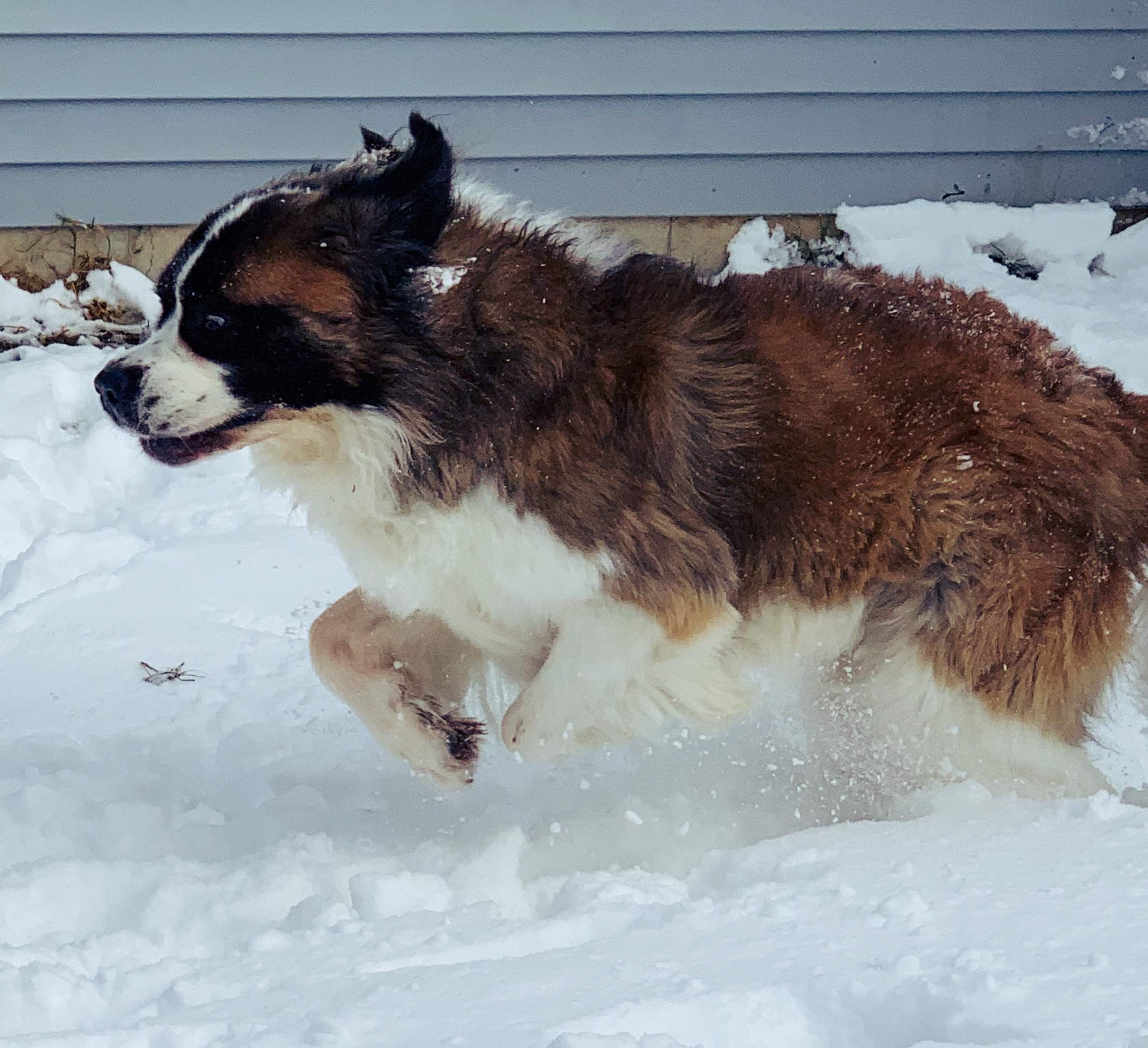 Saint Bernard in the snow