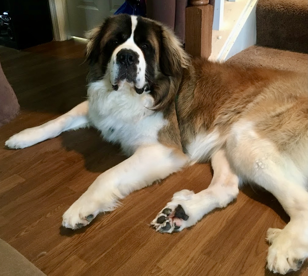 Saint Bernard at foot of staircase